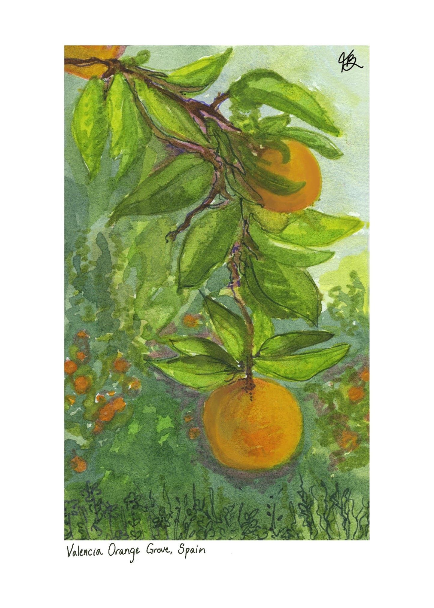 Valencia Orange Grove